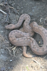 Tropidophis melanurus