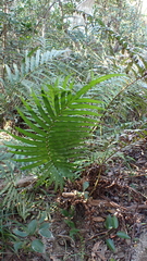 Blechnum orientale