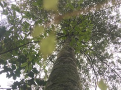 Parsonsia heterophylla