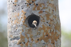 Colaptes fernandinae