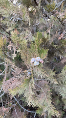 Platycladus orientalis