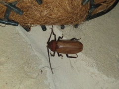 Agrianome spinicollis