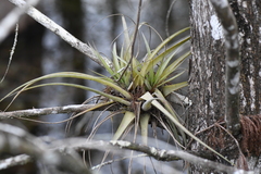 Tillandsia utriculata