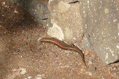 Chalcides coeruleopunctatus