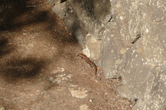 Chalcides coeruleopunctatus