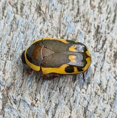 Pachnodella impressa