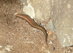 Chalcides coeruleopunctatus