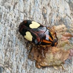 Pedinorrhina trivittata