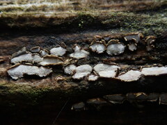 Propolis farinosa