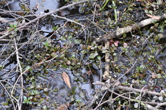Ludwigia repens