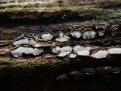Propolis farinosa