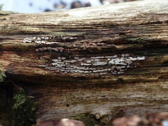 Propolis farinosa