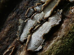 Propolis farinosa