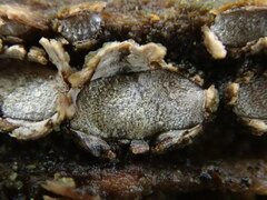 Propolis farinosa