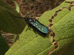 Scoliidae