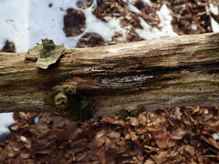 Propolis farinosa