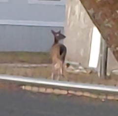 Odocoileus virginianus texanus