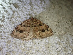 Triphosa dubitata