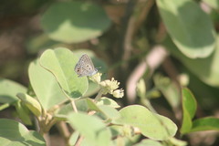 Hemiargus ceraunus astenidas