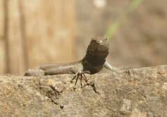 Gallotia caesaris gomerae