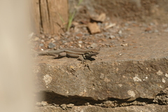 Gallotia caesaris gomerae