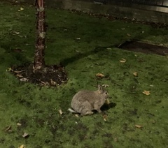 Oryctolagus cuniculus