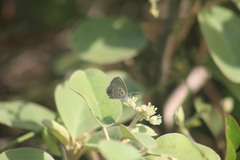 Hemiargus ceraunus astenidas