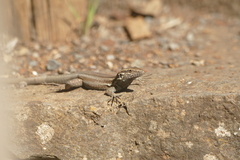 Gallotia caesaris gomerae