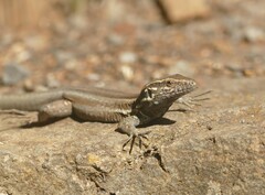 Gallotia caesaris gomerae