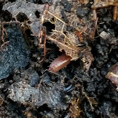 Trichoniscus pusillus