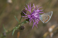Centaurea stoebe