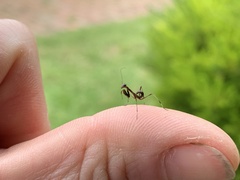 Pseudomantis