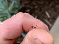 Pseudomantis