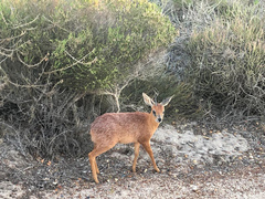 Raphicerus melanotis
