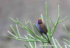 Granatina ianthinogaster