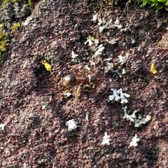 Lasius