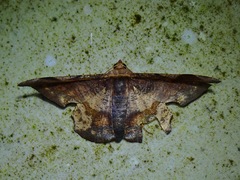 Fascellina albicordis