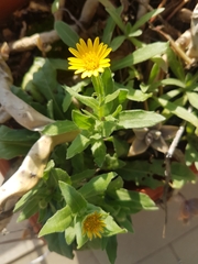 Calendula