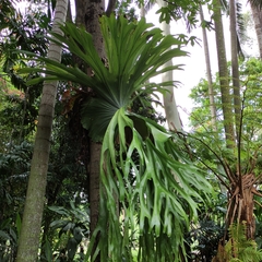 Platycerium superbum