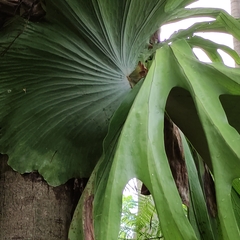 Platycerium superbum