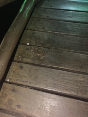 Rhinella diptycha