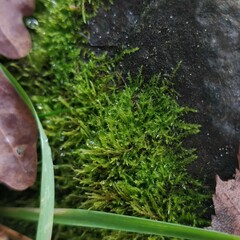 Amblystegium
