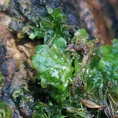 Radula complanata
