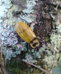 Chauliognathus spinipennis