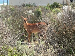 Raphicerus melanotis