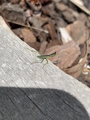 Orthodera