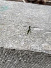 Orthodera