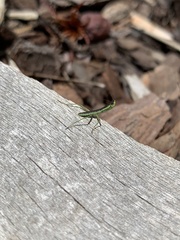 Orthodera