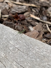 Orthodera