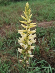 Sacoila lanceolata